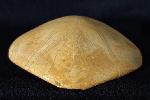Astrolampas depressus (AGASSIZ in AGASSIZ & DESOR 1847) - Bild &copy; FossNet FossilienStore